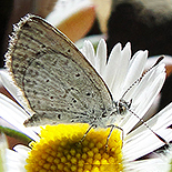 Zizulu hylax